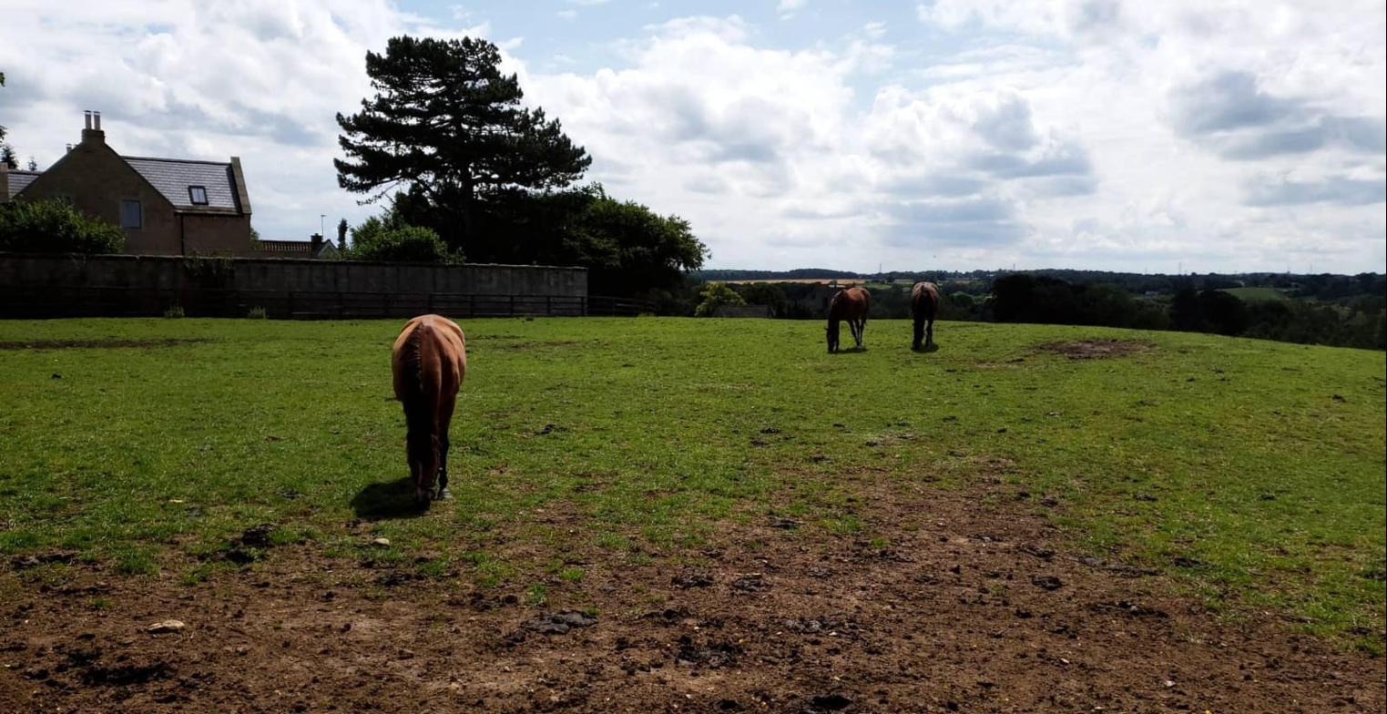 Three horses grazing in a paddock at the edge of Farnham, with a stone house and tall pine tree to the left