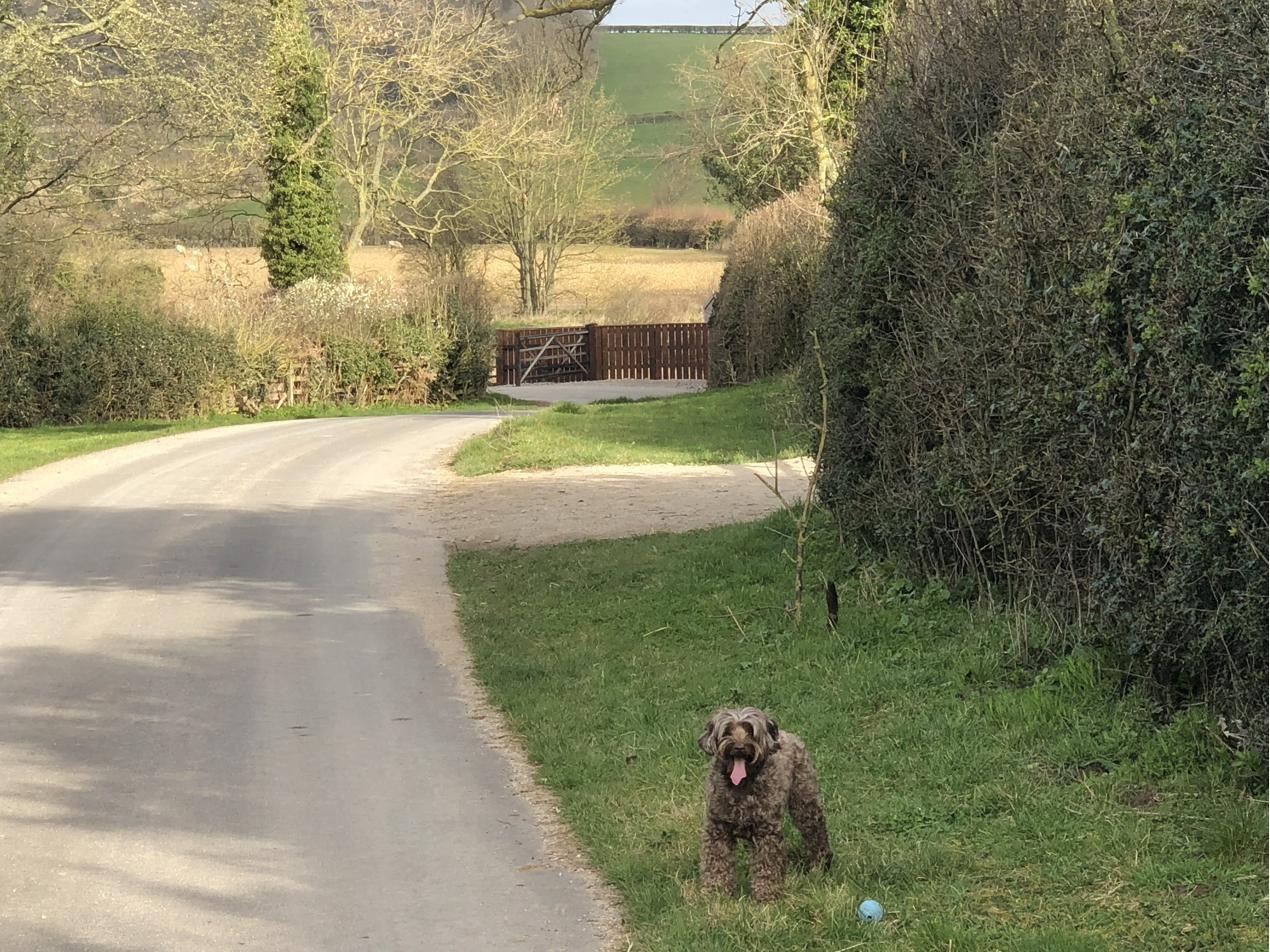 A small brown dog grinning on a country lane near Farnham, ball at its feet, fields and gate beyond