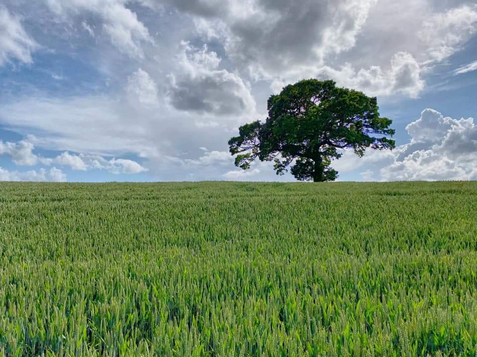 A single mature oak tree standing alone in a field of green unripe wheat under a sky of dramatic summer cumulus clouds in the countryside near Farnham