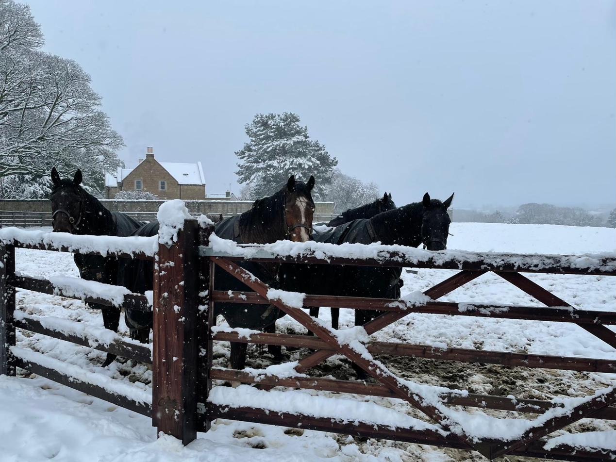 A group of black horses in winter rugs gathered behind a snow-covered wooden gate during a heavy snowfall, with a traditional Yorkshire stone farmhouse and tall pine tree visible beyond