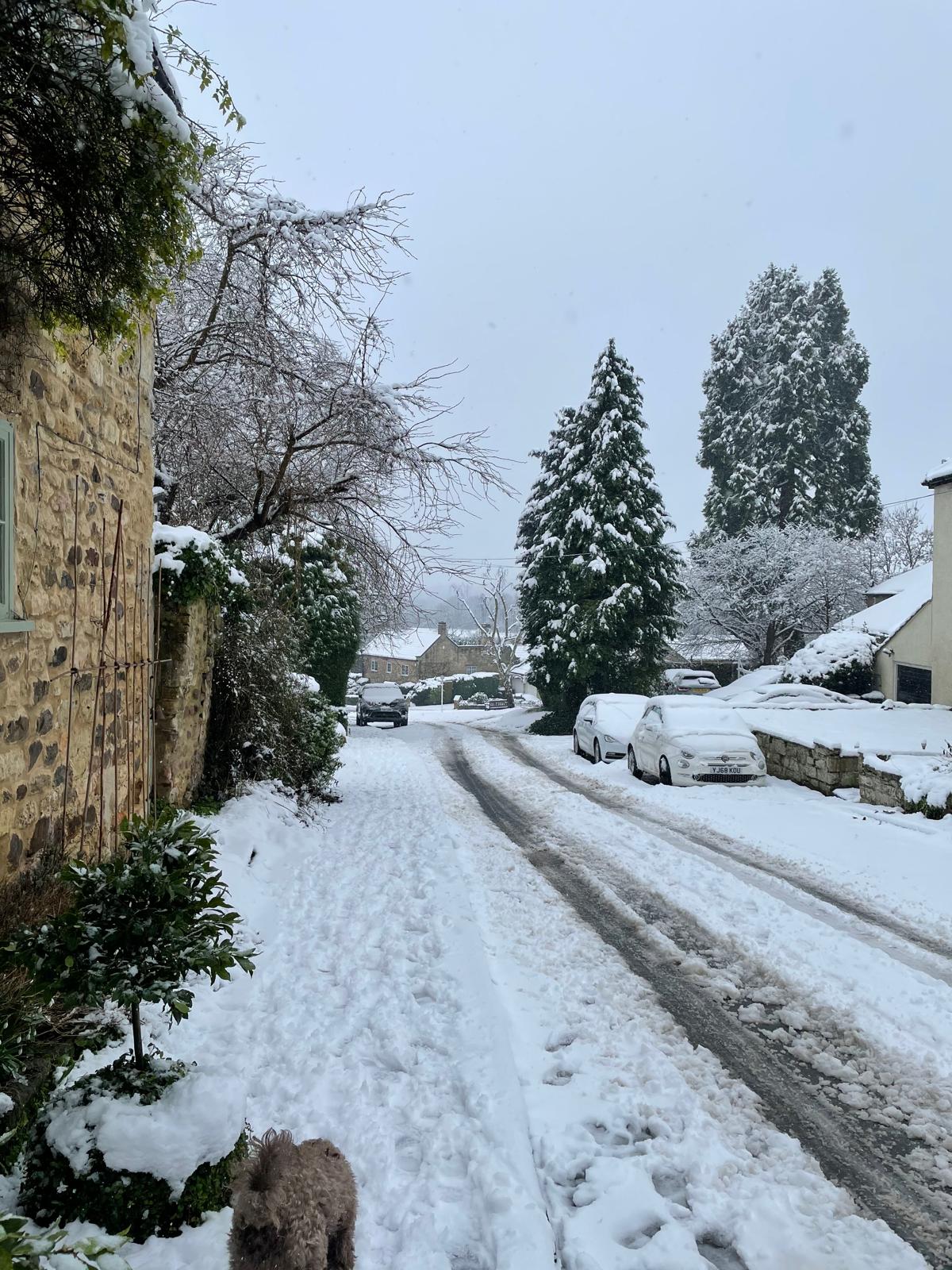 A small brown labradoodle standing in the middle of Farnham's snowy village green, beneath a leafless silver birch, with the wooden bench, the red K6 telephone kiosk, and the row of stone houses around the green visible behind