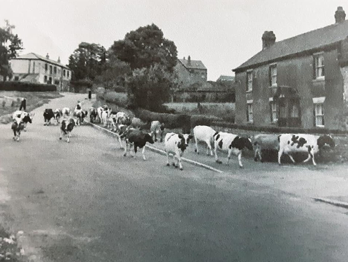 Original black-and-white photograph of about fifteen dairy cows being driven down the curving Farnham village street between stone cottages. Two figures walk behind the herd. A house with a porch sits on the right, autumn trees rise in the middle distance.