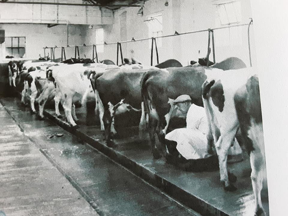 Original black-and-white photograph of the interior of the Manor Farm milking shed: a long row of dairy cows of mixed breeds standing in their stalls along the central passage. The dairyman kneels between two cows, milking by hand. Whitewashed walls, high windows, wet concrete floor.