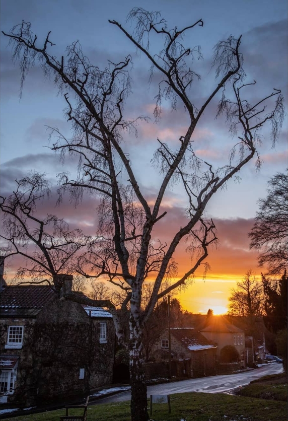A bare silver birch tree in tall silhouette against a vivid orange and pink winter sunset over Farnham village, with stone cottages and snow on their rooftops in the foreground