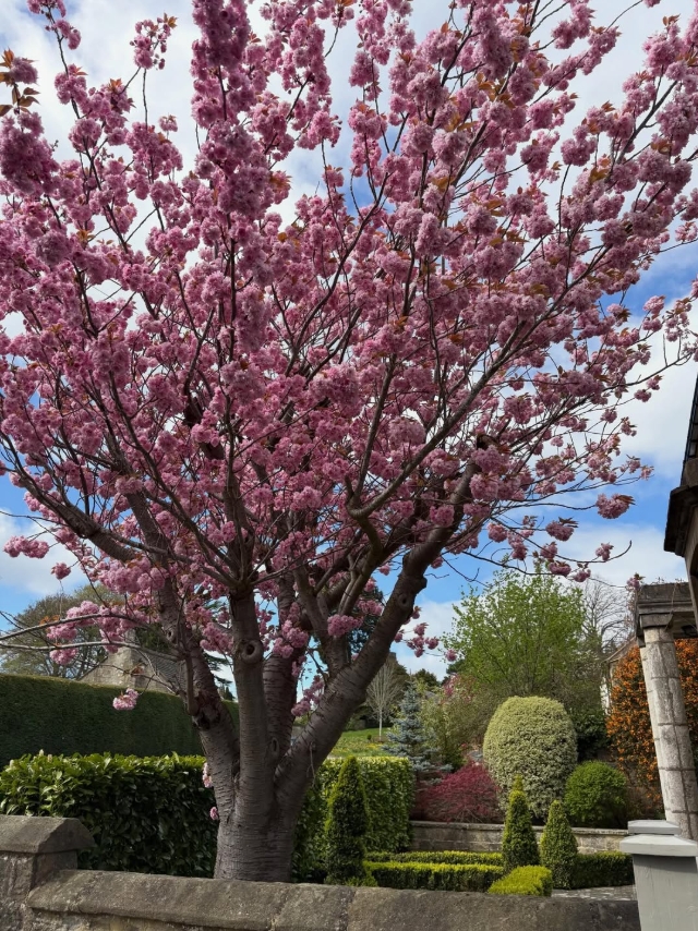A mature cherry tree in full pink blossom against a clear blue sky, in a clipped formal garden in Farnham village