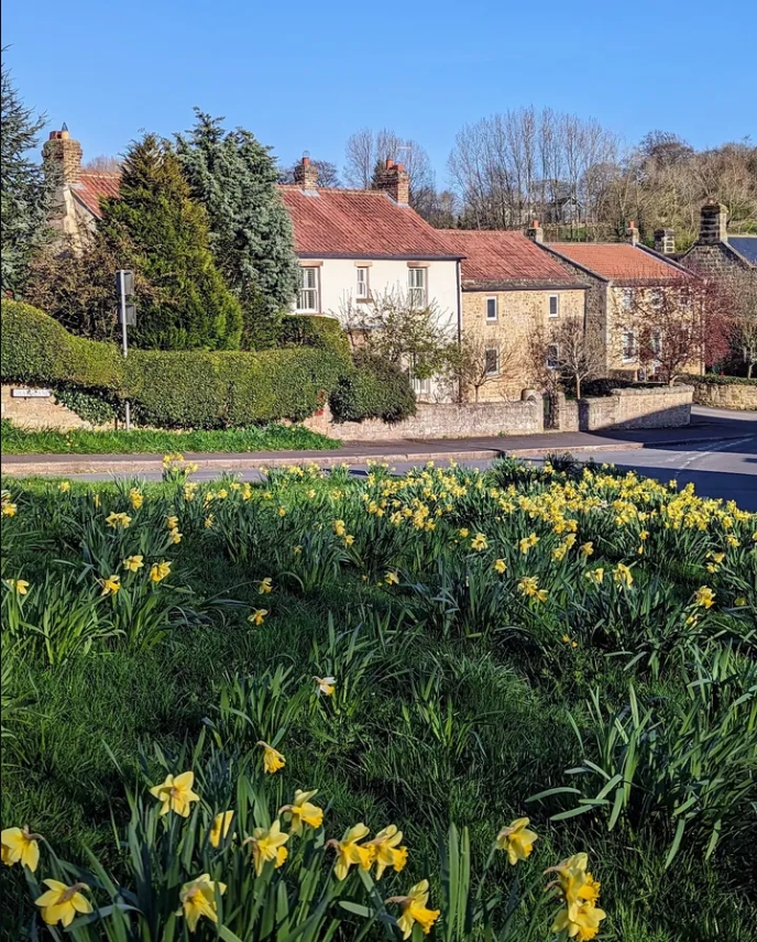 A drift of yellow daffodils flowering on the village green at Farnham, with stone-built cottages with red pantile roofs along the lane behind, photographed on a clear spring day