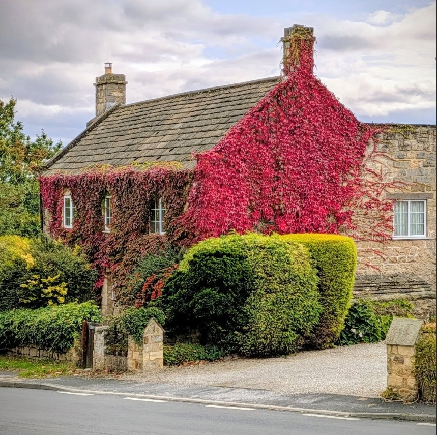 A traditional stone cottage with a slate roof, almost wholly clad in vivid scarlet Virginia creeper running up the gable end, on a Farnham village street in autumn